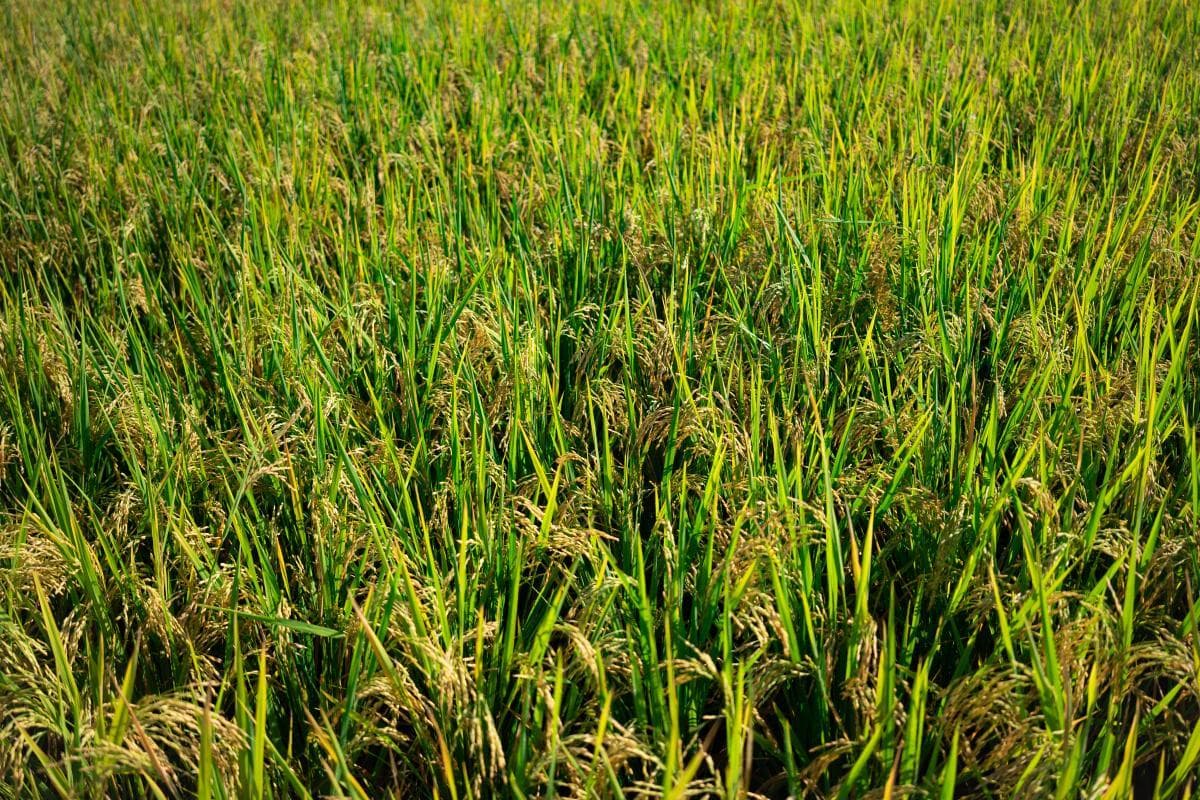 怎样提高植物的抗旱性？