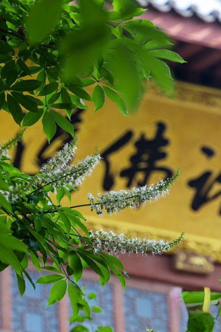 杭州七叶树：佛系又好看的"树中大美人"