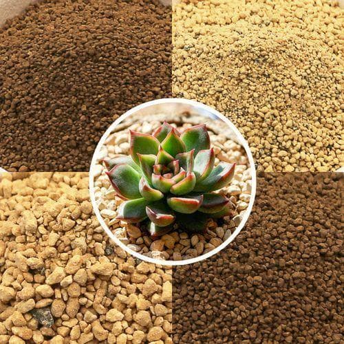 种多肉植物用什么土最好？多肉植物栽培的土壤选择与施肥技巧