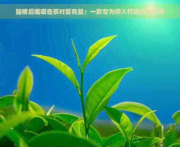 脑梗后喝哪些茶对康复有益：一款专为病人打造的茶推荐