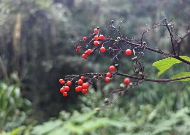 “二十四节气”大家都知道，“七十二候”是什么鬼？
