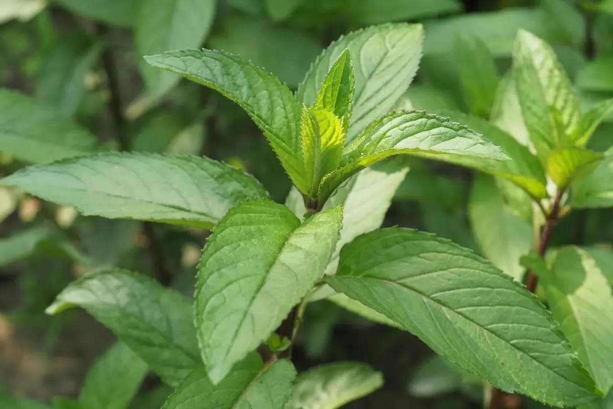 薄荷的种类、功效与使用指南：从提神醒脑到改善记忆