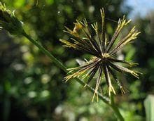 鬼针草：从传统应用到现代研究的全面解析