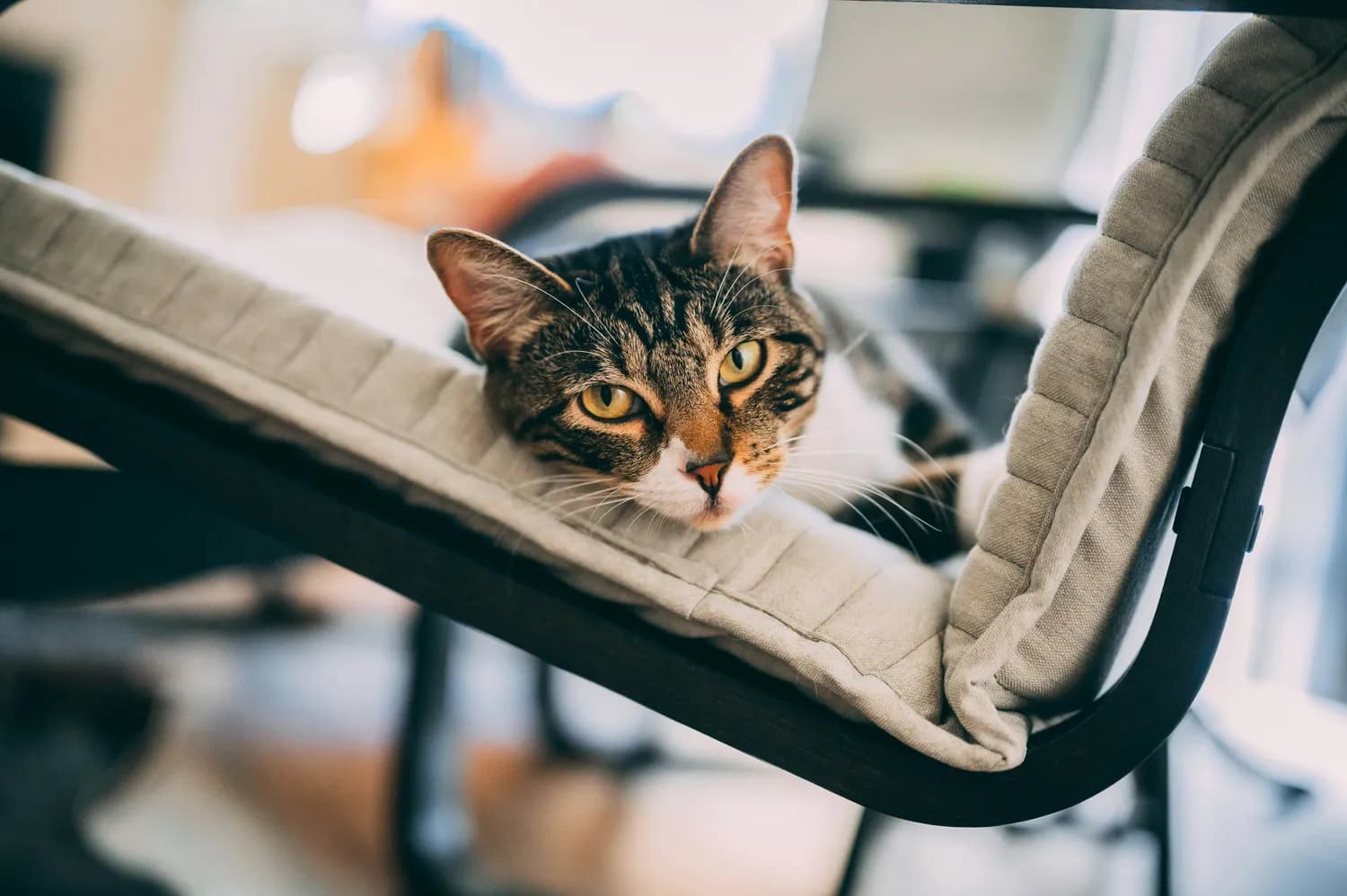 猫咪输液的正确姿势，你get了吗？