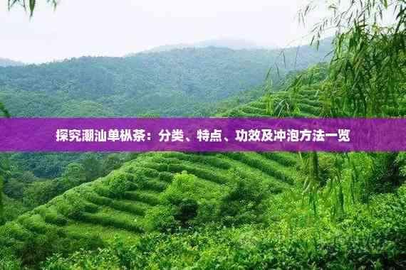探究潮汕单枞茶：分类、特点、功效及冲泡方法一览