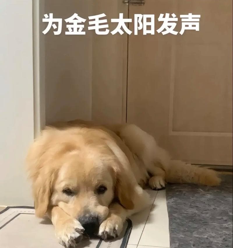 金毛犬与其他狗种的扑咬行为解析（揭秘金毛犬特殊的攻击倾向与原因）