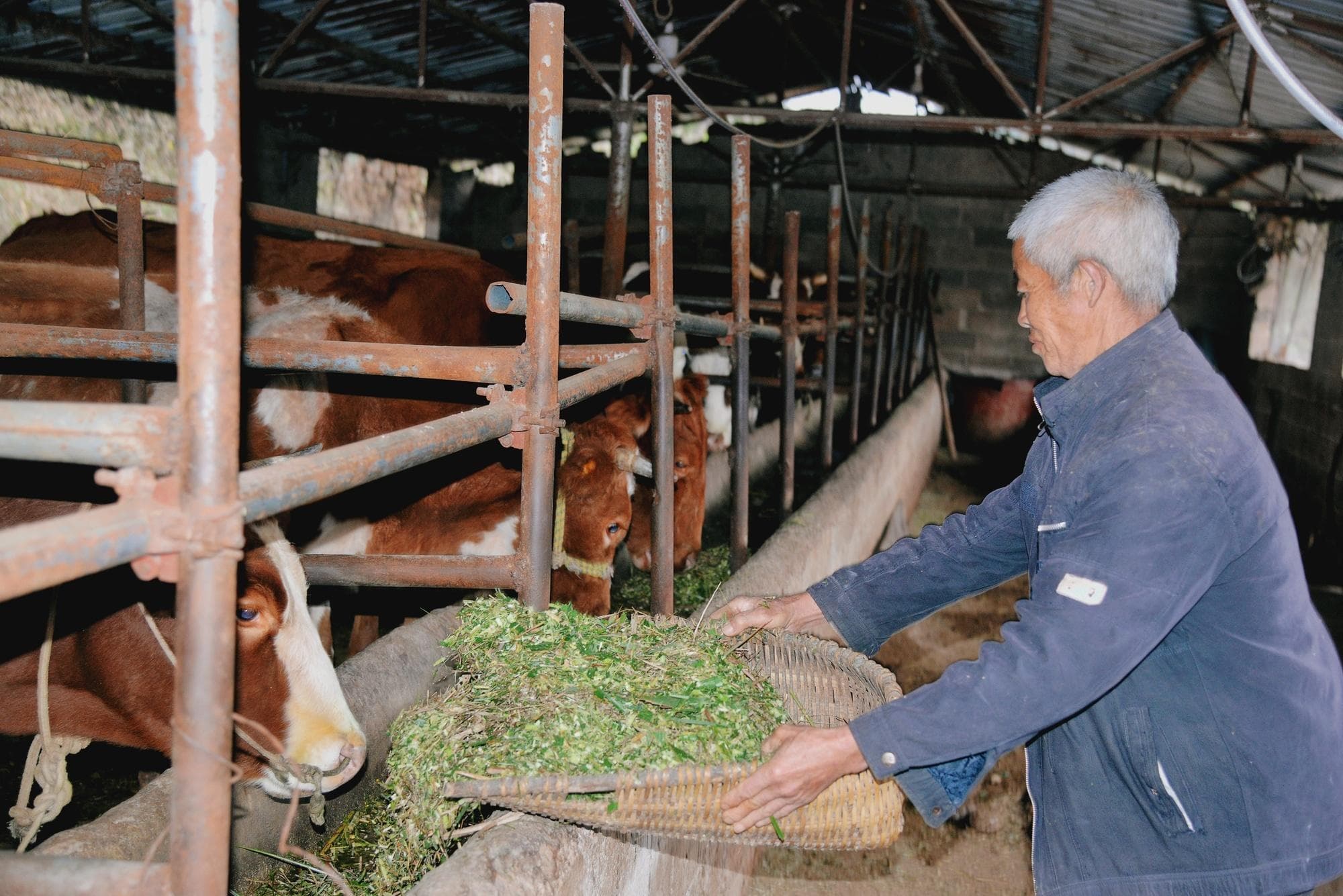 贵州岑巩：牵起小黄牛 “犇”上致富路