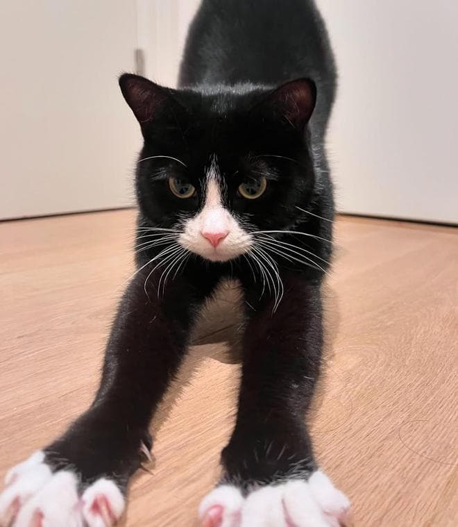 猫咪为啥爱“碰鼻子”？我也应该和猫咪“碰鼻子”吗？