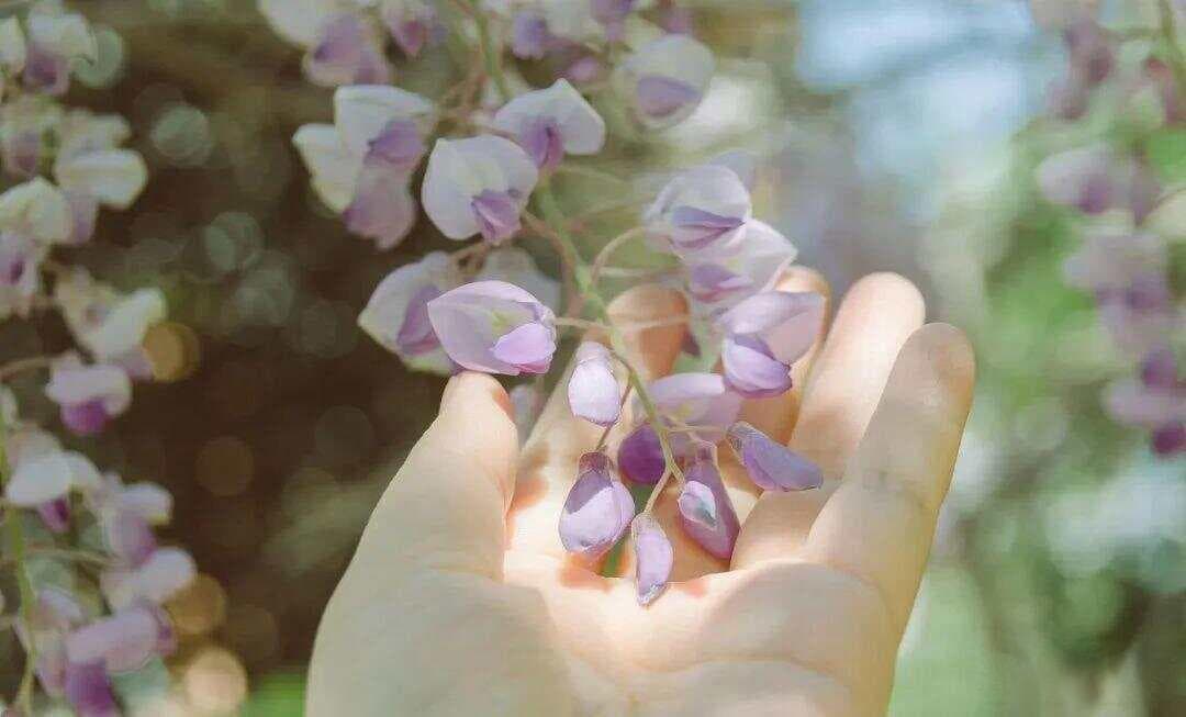 象征手法在诗中的运用