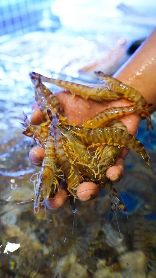 如何正确饲养斑节虾