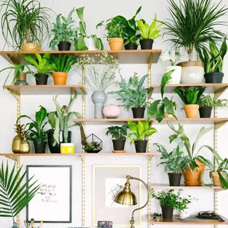 绿萝的植物类别 8个品种的绿萝，你养的是哪一种？