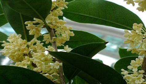 桂花养护技巧：15个要点让你的桂花茁壮成长