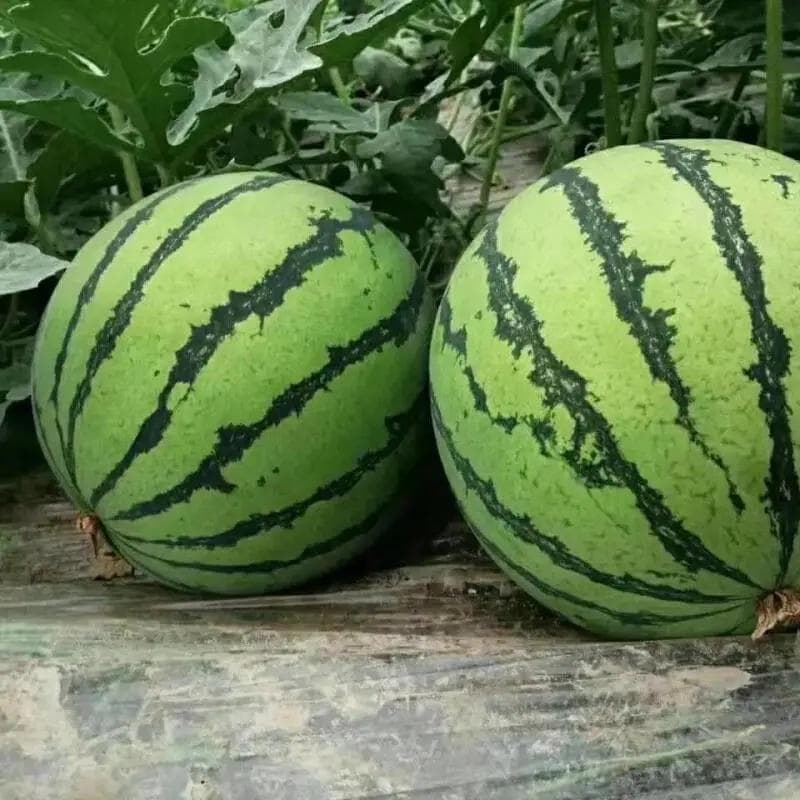 夏日吃瓜指南：如何挑选一颗完美的西瓜？
