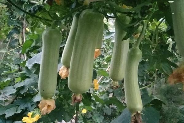 丝瓜种植方法及种植时间