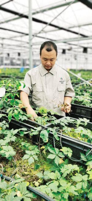 一株神草打造百亿产业