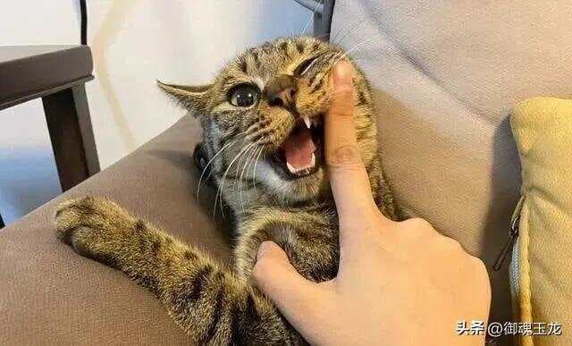 养猫久了才明白，当猫咪“轻咬”你，不是和你玩，而是在给你信号