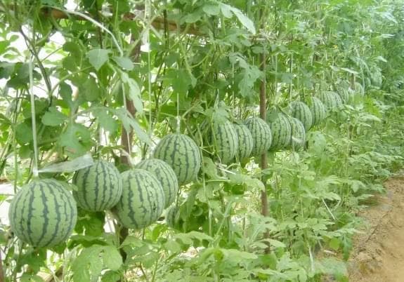 冬季西瓜该如何种植?反季西瓜大棚种植技术