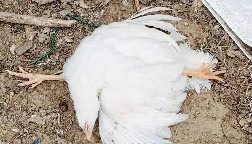 蛋鸡腿病发生原因分析及处理措施