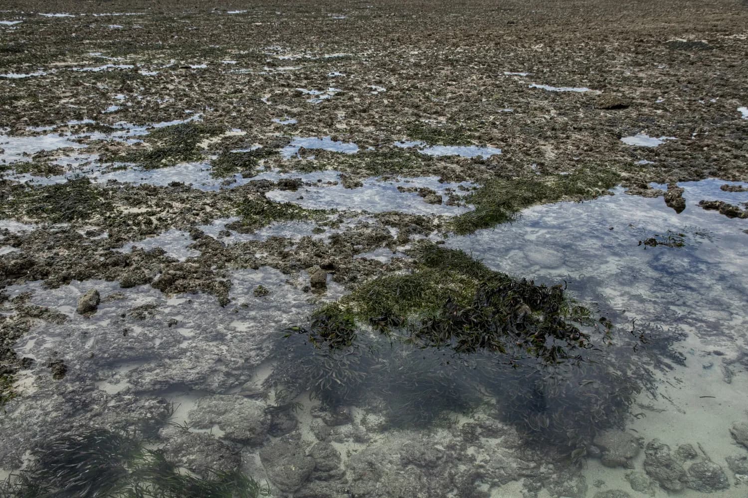 《我的世界》沼泽地钻石速刷攻略：黏土块下的秘密