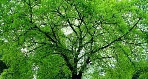 日照市树——樟树：从历史渊源到生态价值