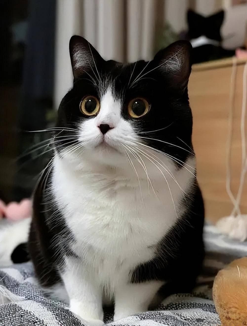 猫咪毛球症怎么办？快速解决+日常预防小妙招！