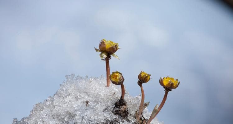 探寻天山雪莲的生长之谜（天山雪莲的生态环境、生长特点及保护措施）