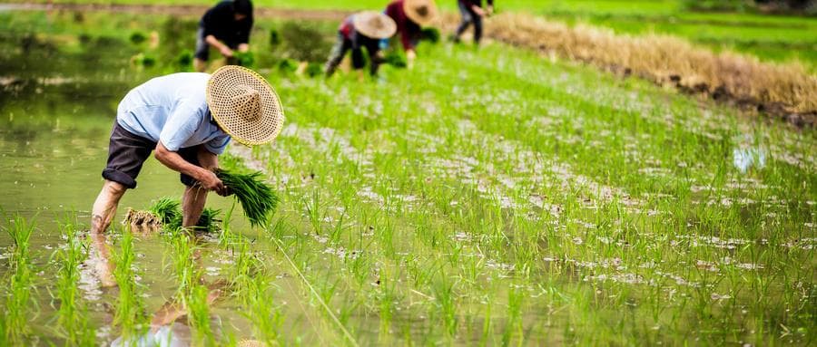 稻渔综合种养：生态农业新模式