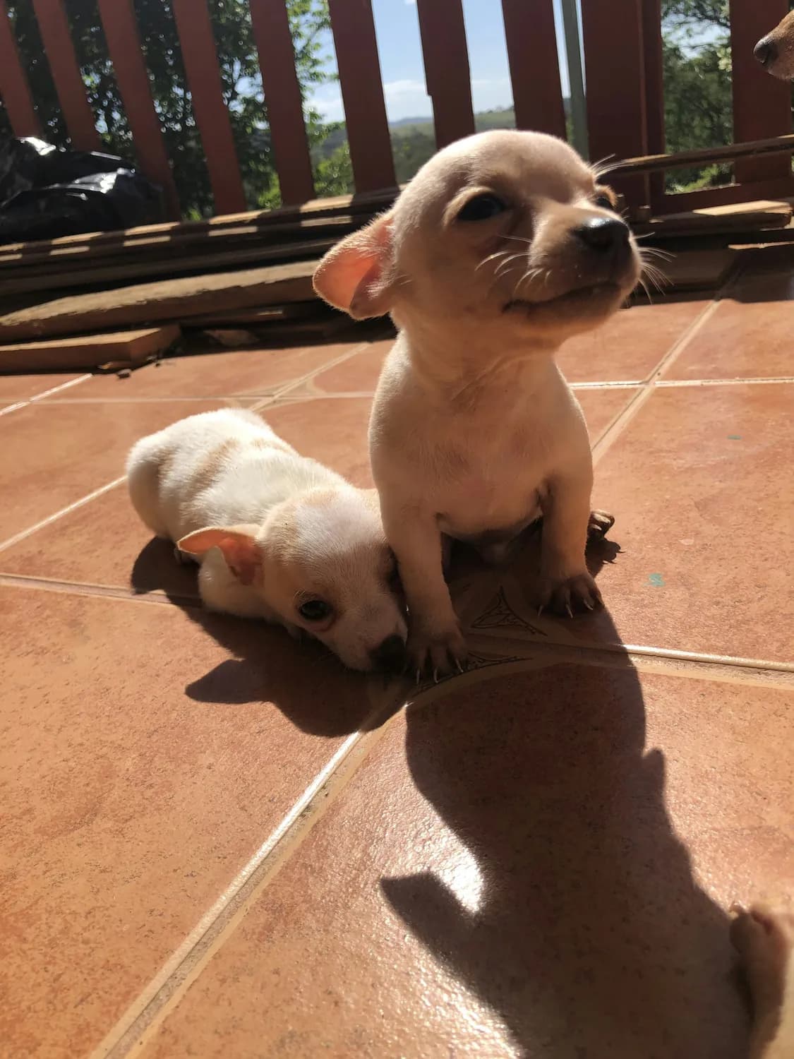 吉娃娃巴哥犬发抖原因与护理：从环境到健康的全方位指南