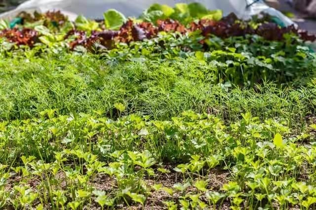 秋香菜种植全攻略：从选地到收获的十个关键步骤