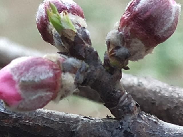 为什么有些植物先开花后长叶？