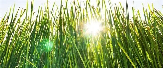 芳疗知多少 | 逆境中不责难、不抱怨的“宁静之油”——岩兰草