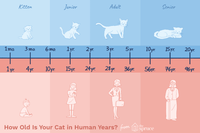 人猫年龄换算表