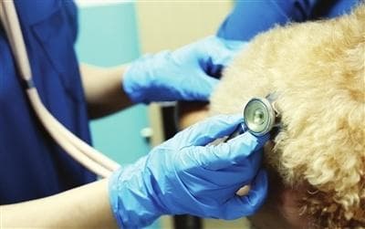 谁赚走了宠物医疗的钱：“铲屎官”喊贵，宠物医院哭穷