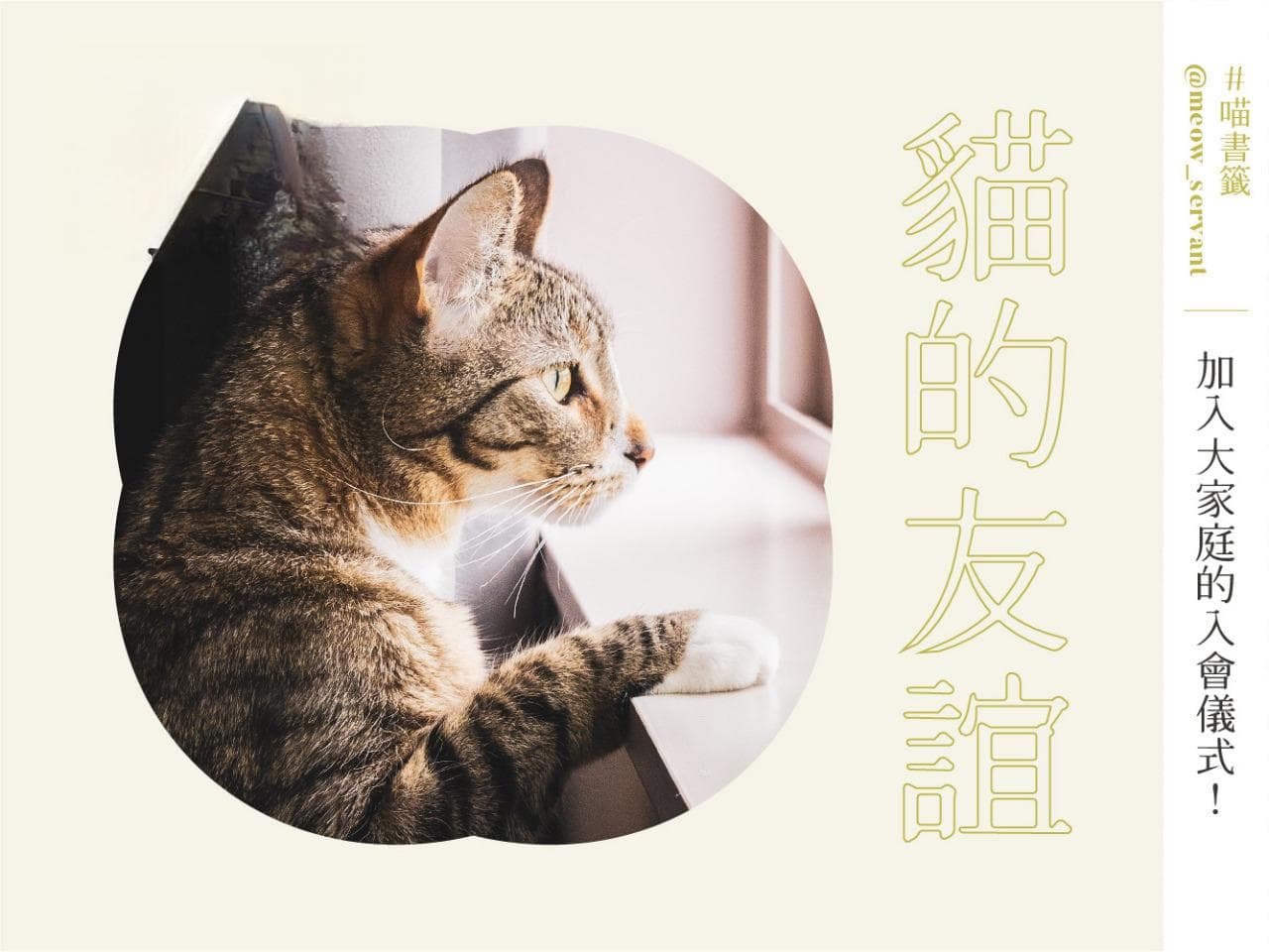 猫咪社交行为全解析：如何建立和谐的多猫家庭