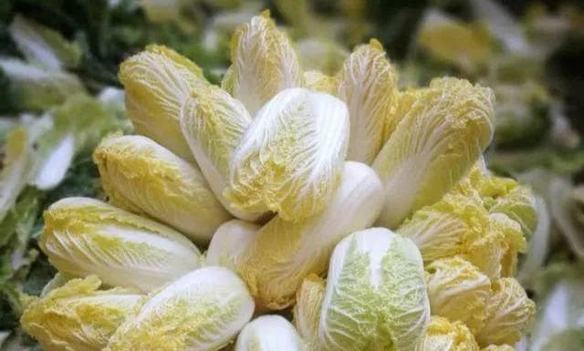 娃娃菜种植全攻略（时间、方法、注意事项一网打尽！）
