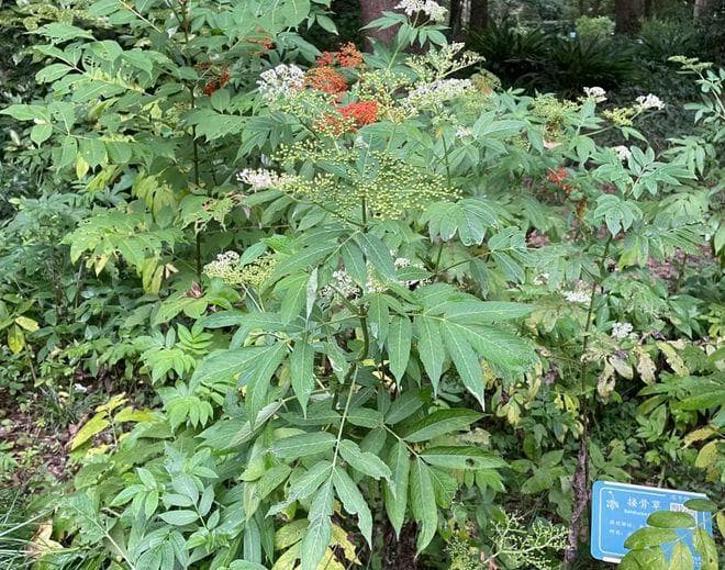 “识得八棱麻，跌打风湿都不怕”，八棱麻是何物？有哪些价值？