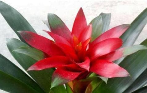 鸿运当头如何养护才能开花？（以“开花”为主题的鸿运当头养护指南）