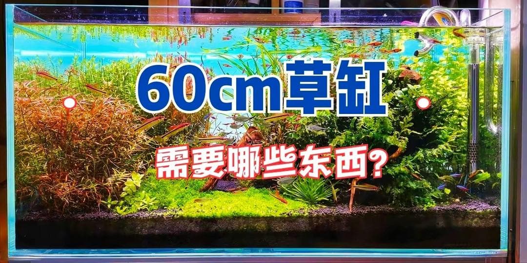60厘米的鱼缸，想要玩草缸，需要些什么东西？