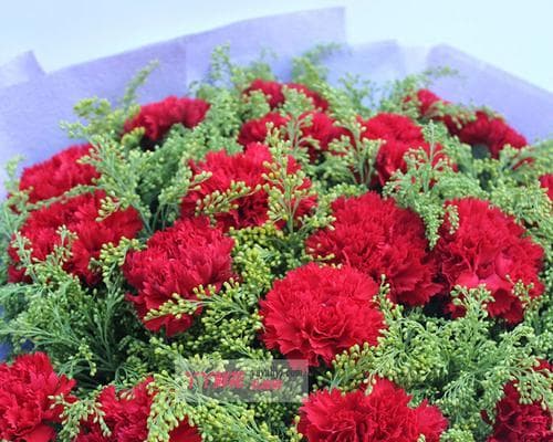 红色李子花的花语有何含义？