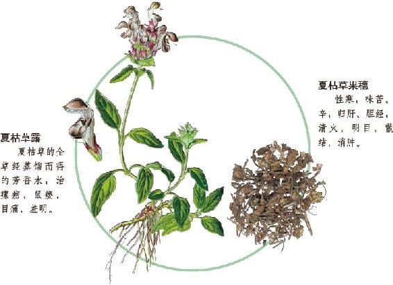 夏枯草：传统中药材的多重功效与应用