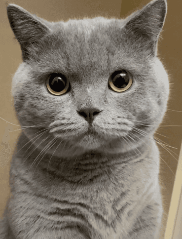 猫咪食谱大公开：猪肉的利与弊，打造完美宠物餐桌！