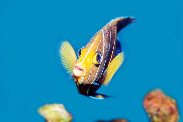 揭秘天使鱼繁殖全过程：从挑选亲鱼到准备鱼缸，每一步都关键