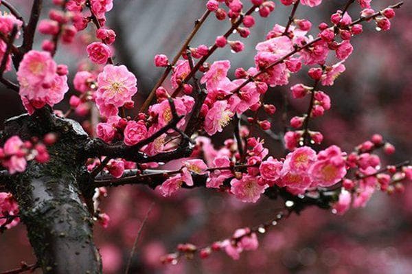 让梅花绽放持久：浇水与修剪的养护秘诀