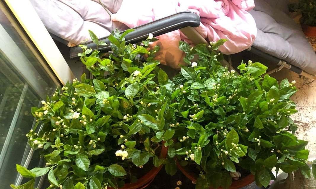 善用茶叶渣，助力花草生长