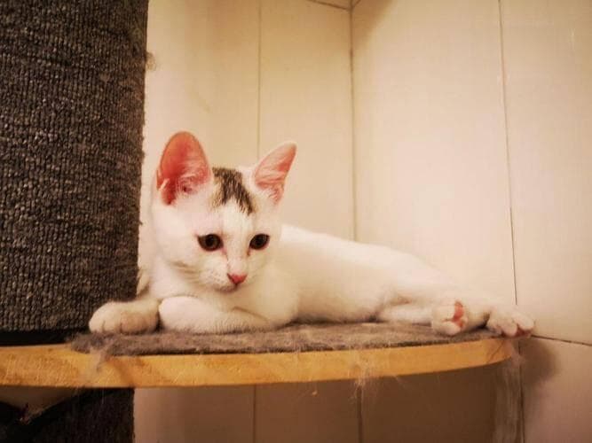 便宜的国产猫罐头靠谱吗？网易天成、希喂、阿飞和巴弟真实测评