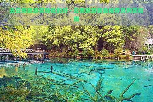 去云南旅游买啥吃的好 - 云南旅游美食推荐及购买指南
