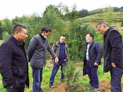高校科技赋能富民果千年香榧好剥更好吃