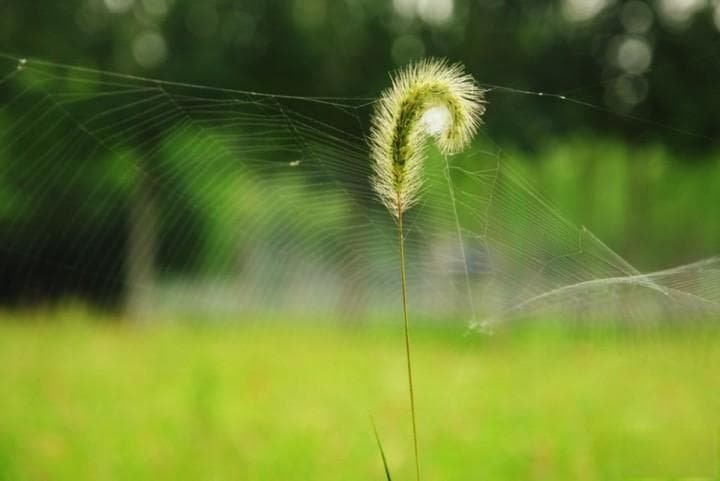 看似不起眼的“小草”，6个诀窍拍出唯美大片
