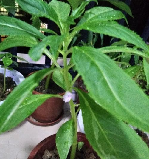 探秘凤仙花叶子形状及其颜色与特点