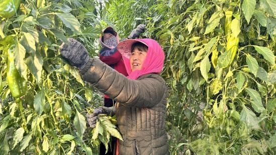 冬日设施农业“棚”勃发展：甘肃多地探索现代农业新模式